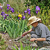 Beverly weeding in Bearded Iris, Moonshine Yarrow, Yellow Bulbinella, Silver Carpet Sessingia, Deer Grass