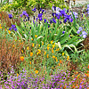 California Poppy, Bearded Iris, Tangerine tree, Sticky Monkey Flower, Marguerita BOP