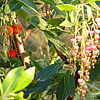 Arbutus unedo Madrone Strawberry tree