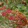 Achillea millefolium "Paprika" Yarrow cultivar