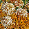 Sedum nussbaumeranum "Coppertone" Coppertone Sedum