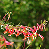 Lobelia laxiflora Mexican Lobelia