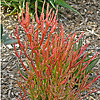 Euphoria tirucalli "Sticks on Fire" - Pencil Tree cultivar