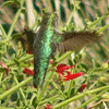 hummingbird, Baja Bush Snapdragon, Lindheimer's Muhly