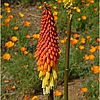 Kniphofia galpinii "Ornage Flame" Orange Torch Lily