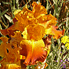 Bearded Iris, Moonshine Yarrow, Baja Ca. Verbina