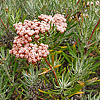 Eriogonum arborescens Santa Crus Island Buckwheat