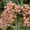 Eriogonum arborescens Santa Crus Island Buckwheat