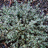Westringia fruiticosa "Morning" Coast Rosemary