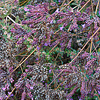 Origanum laevigatum "Hopley's Showy Oregano" or Purple Marjoram