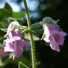 Lepechinia fragrans "El Tigre" Fragrant Pitcher Sage cultivar