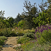 Lemon Grove path, looking toward meadow