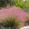 Muhlenbergia cappilaris Pink Hair Grass