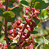 Arctostaphylos "John Dourley" Manzanita cultivar with aphid galls