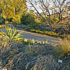 Artemisia california "Canyon Grey" California Sagebrush cultivar