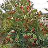 Opunitia ficus-indica Mission Fig Cactus