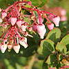Arctostaphylos "Lester Rowntree" Manzanita cultivar