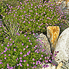 Verbena lilacina "De La Mina" Baja Ca Verbena