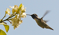 Hummingbird feeding on Lemon blooms