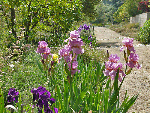Iris in Lemon Grove