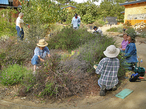 Pruning buckwheat