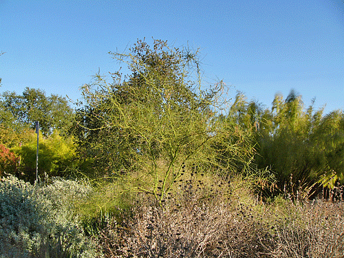 Palo Verde, sage and trees