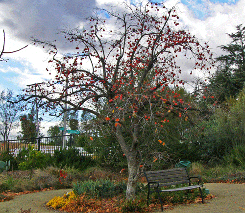 Persimmon Tree